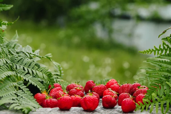 很多草莓在绿色的背景下 一个草莓的季节 — 图库照片