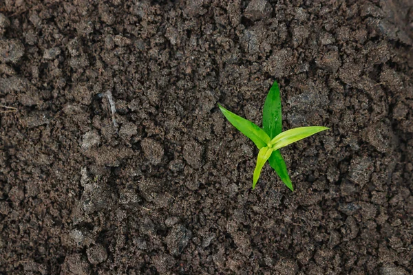 Green Sprout Earth Top View Concept New Beginning — Stock Photo, Image