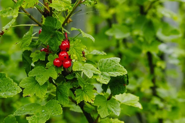 Ripe Red Currants Garden Selective Focus Some Berries Focus Some — Stock Photo, Image