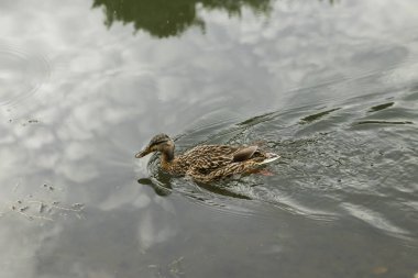Mavi gölde yüzen ördek