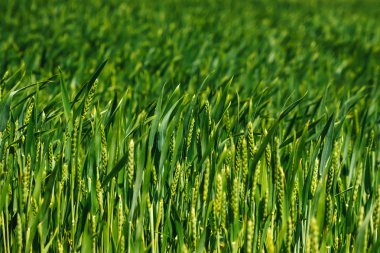 yaprak yeşil arka plan gerçek yaban hayatı, yeşil arka plan.