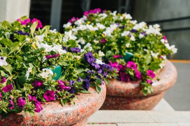 Cachepot yaz bahçesinde çiçek açan çiçekleri petunians (Petunya x hybrida)
