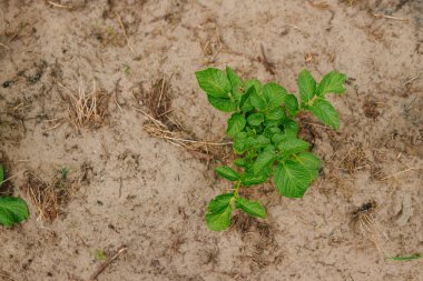 Yeşil Filiz Dünya'dan kavramı yeni bir başlangıç