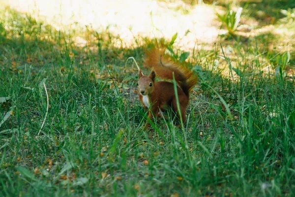 Course Écureuil Roux Dans Parc — Photo