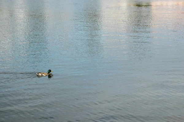 Canard Nageant Dans Lac Bleu — Photo
