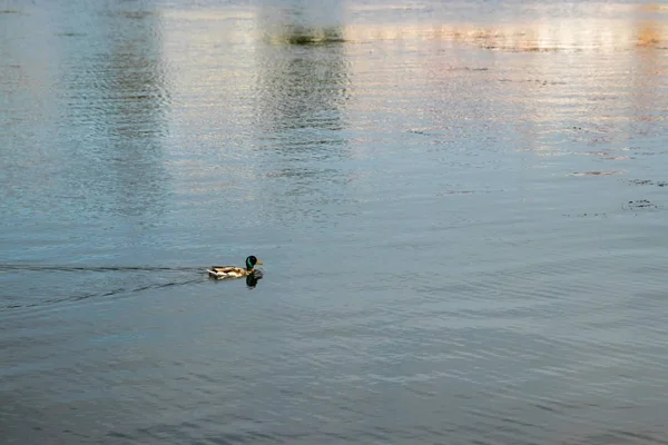 Canard Nageant Dans Lac Bleu — Photo