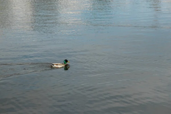 Canard Nageant Dans Lac Bleu — Photo