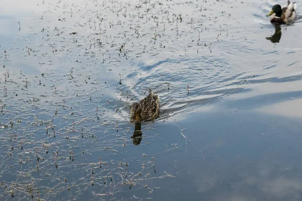 Duck Swimming Blue Lake — Stock Photo, Image