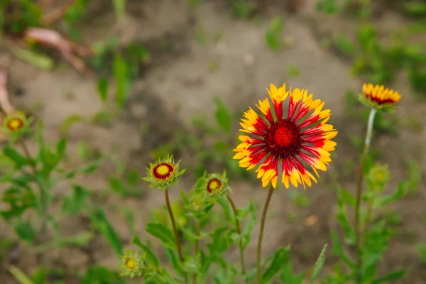 Holzzaun Mit Blumen — Stockfoto