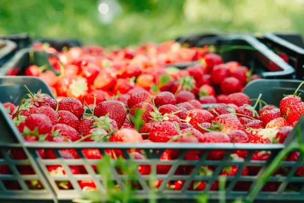 Lot Strawberries Green Background Season Strawberries — Stock Photo, Image