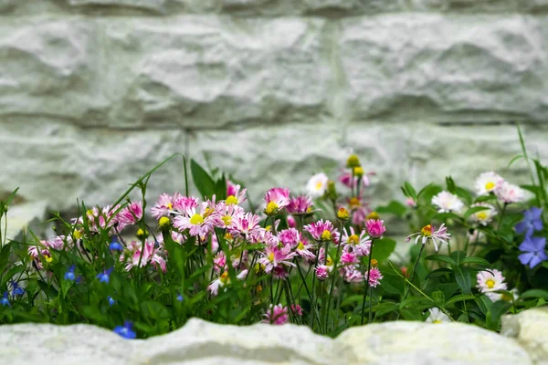 Virágzó Fajta Petunians Petunia Hybrida Nyári Kertben Kaspó — Stock Fotó