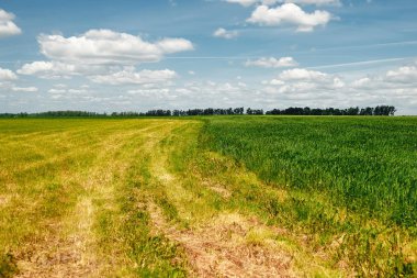 Yeşil alan, mavi gökyüzü, parlak bulutlar ve güneş