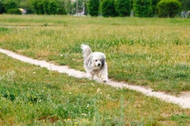 bir çayırlarda çalışan mutlu köpek yavrusu