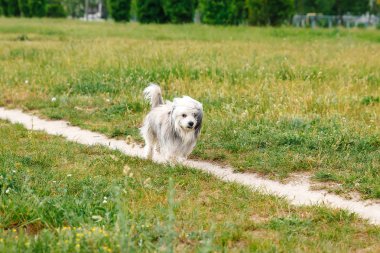 bir çayırlarda çalışan mutlu köpek yavrusu