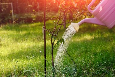 Kız Menekşe elma ağacı bir yeşil Bahçe, yakın çekim, kopya alanı sulama