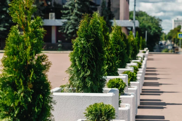Städtische Blumenbeete Mit Immergrünen Tannenpflanzen Sind Auf Den Straßen Von — Stockfoto