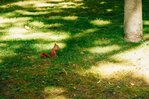 Funcionamento Esquilo Vermelho Parque — Fotografia de Stock