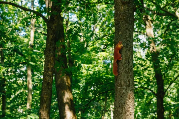 Berjalan Dari Tupai Merah Taman — Stok Foto