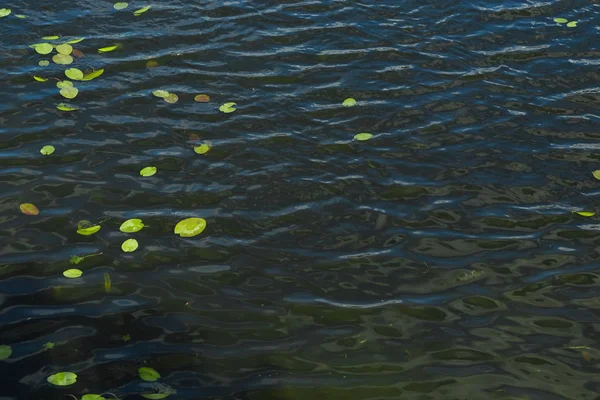 Lirio Agua Del Santuario Heian Jingu Kyoto — Foto de Stock