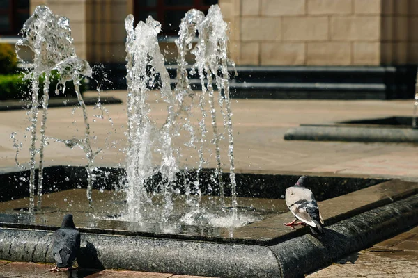 Havana Cuba April 2017 Close View Doves Sit Fountain Drink — Stock Photo, Image