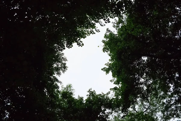 Baldacchino Alberi Alti Incornicia Cielo Azzurro Chiaro Con Sole Che — Foto Stock