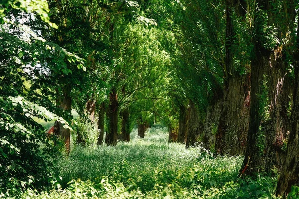 Vihreä Tunneli Bambu Vihreä Kukka Tausta — kuvapankkivalokuva