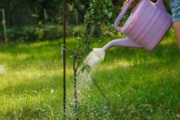 The girl is watering a violet apple tree in a green garden, close-up, copy space