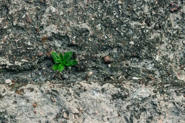Ein Kleiner Grünkeim Bahnt Sich Seinen Weg Durch Beton Das — Stockfoto