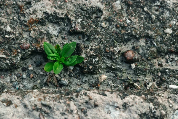 Ein Kleiner Grünkeim Bahnt Sich Seinen Weg Durch Beton Das — Stockfoto