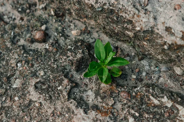 Ein Kleiner Grünkeim Bahnt Sich Seinen Weg Durch Beton Das — Stockfoto