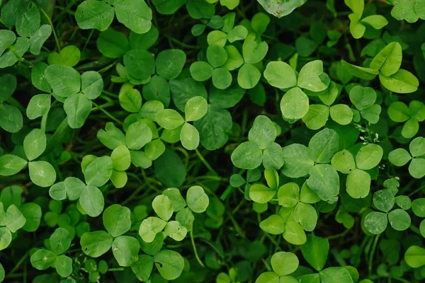 Yaprak yeşil yonca çiçek arka plan