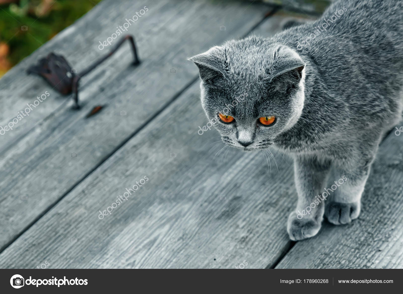 Chat Gris Avec Des Yeux Jaunes Sur Plateau Bois Gris