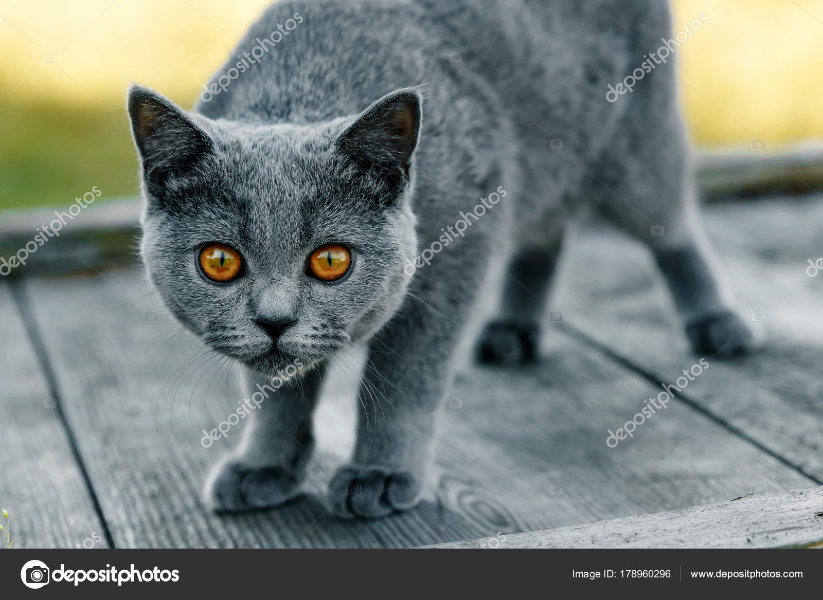 Gray Cat Yellow Eyes Wooden Table Top Gray Breed Scottish Stock