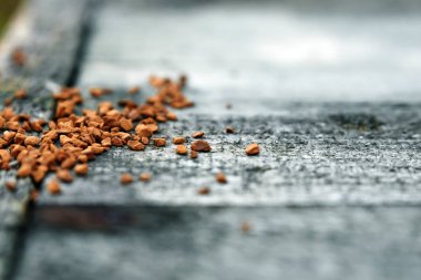 Çözünür kahve gri ahşap arka plan üzerine serpilür. Close. Kopyalama alanı.