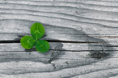 Grunge yaşlı ahşap arka plan üzerinde yoncalar, shamrock yaprakları, aziz patrick günü