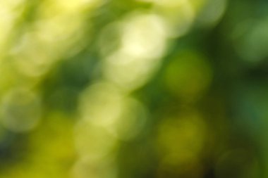 Güneşli yaz ormanlarının doğal yeşil, parlak, bulanık arka planı