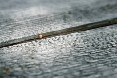 Tek erkek dev House örümcek Ahşap Çıta arka plan üzerinde.