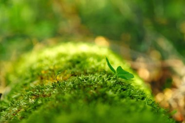 Moss tavşan yonca ile nehir içinde belgili tanımlık geçmiş.