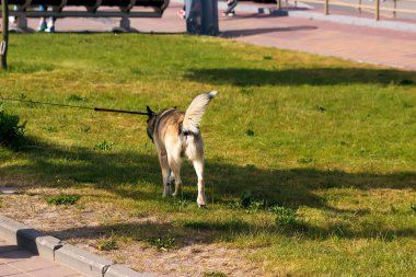Genç adam ve Alman Spitz Parkta yürümek - o üstünde kira kontratı köpek tutar