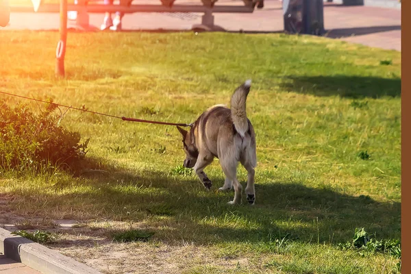 Young Man German Spitz Walk Park Keeps Dog Leash — стоковое фото
