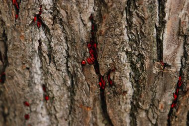 Ağaç kabuklarında saklanan siyah ve kırmızı böcekler. Görüntünün yüzeysel derinliği, böceklere odaklan.