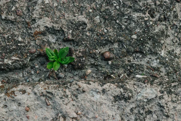 A small green sprout makes its way through concrete. The concept of struggle, confrontation. Close-up. Copy space.