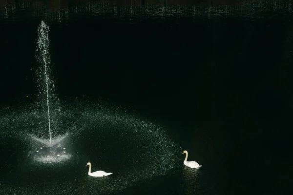 Lac Avec Une Fontaine Les Cygnes Blancs Autour Magnifique Parc — Photo