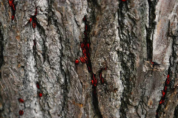 Escondendo Casca Uma Árvore Insetos Preto Vermelho Profundidade Campo Rasa — Fotografia de Stock