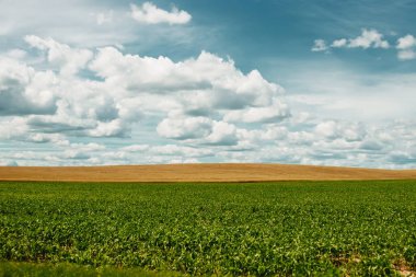 yeşil alan, mavi gökyüzü, beyaz bulutlar.