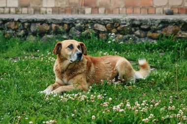 Kızıl saçlı köpek çim üzerinde yalan