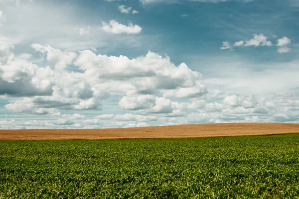 arpa sarı alan, mavi gökyüzü, beyaz bulutlar.