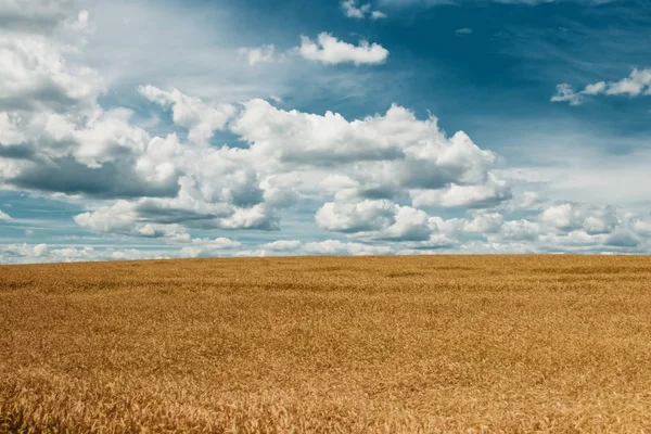 Campo Amarillo Cebada Cielo Azul Nubes Blancas — Foto de Stock