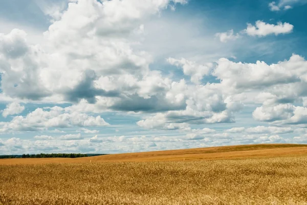 Campo Amarillo Cebada Cielo Azul Nubes Blancas — Foto de Stock