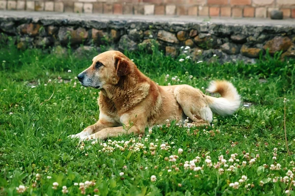 Zrzavý Pes Leží Trávníku — Stock fotografie